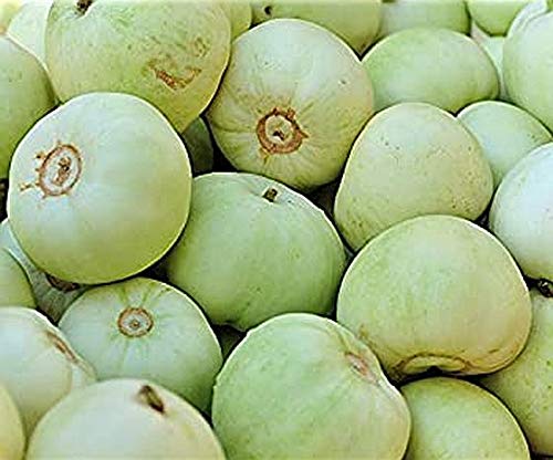 Amazon.com : 20 Seeds of Japanese Sakata Melon - Sweet Fragrant
